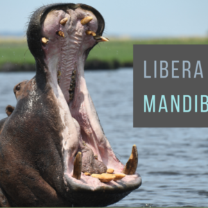 taller libera tu mandibula